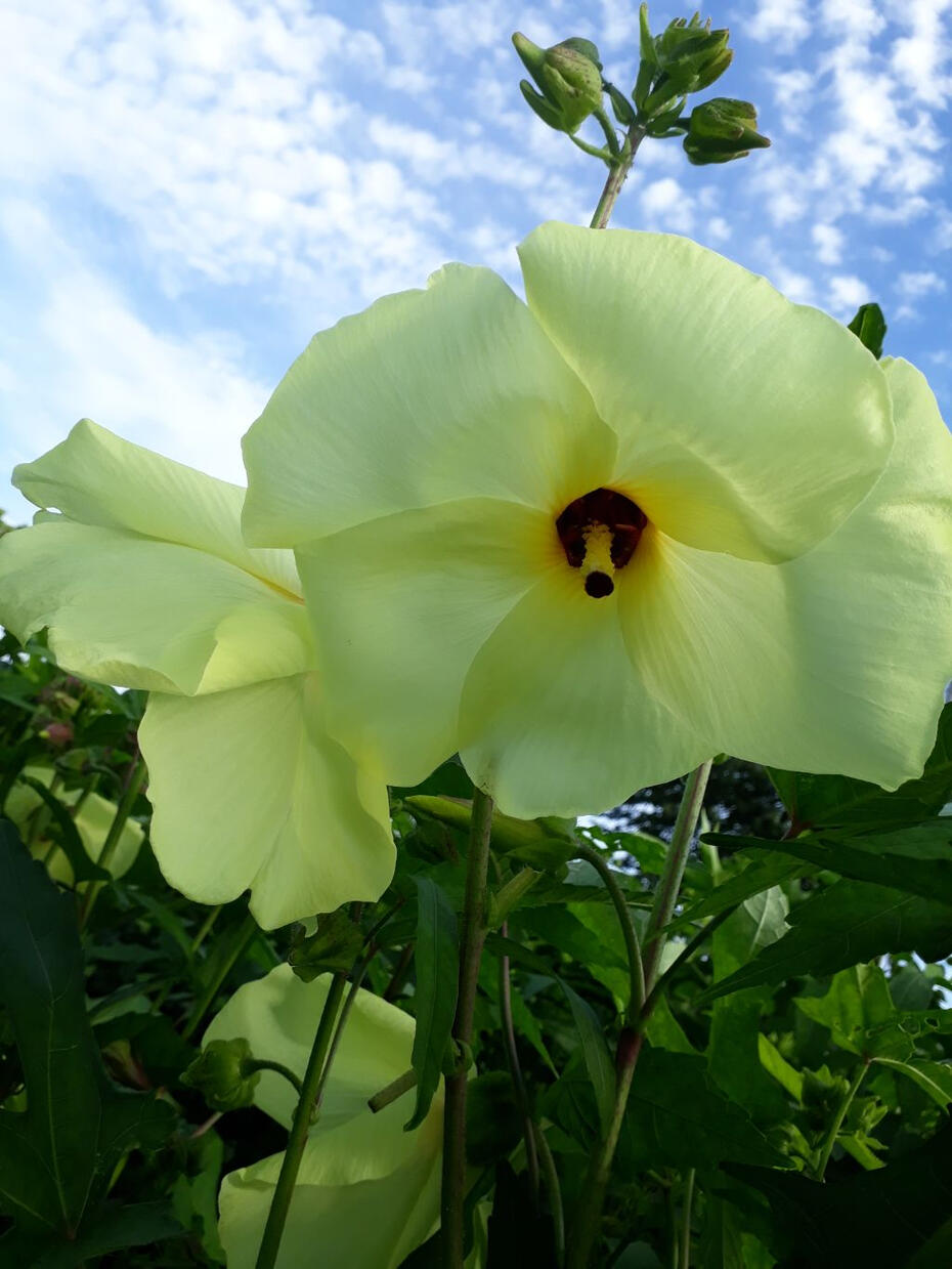 Golden Hibiscus . #SkinElasticityUP . #SkinImprovement . #CollagenFiller . #JellyStickEffect . #EdibleCollagen